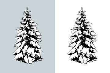Snow Covered Spruce tree. Isolated vector design element. Hand drawn  illustration in sketch style.  Nature template.