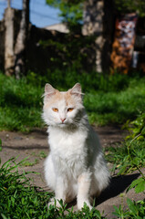 Street spotted cat walks. Yard stray cat. Abandoned pet.