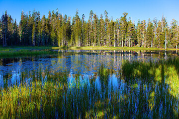 Quiet round grassy lake