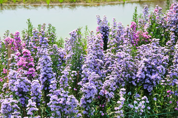 Colorful aster flowers field on river background