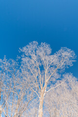 Snow and rime in winter in Changbai Mountain, Jilin Province, China