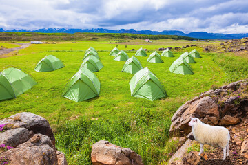 Icelandic white sheep grazing next to campground