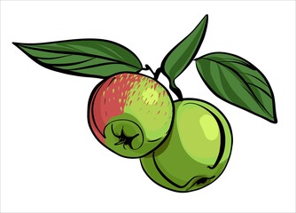 Green and red apples hang on a branch with leaves. Illustration in the style of a color sketch with markers.