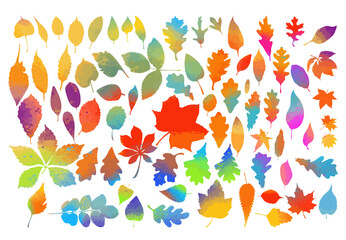 Set of tree colorful leaves. Vector illustration