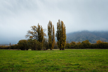 Fototapeta na wymiar Golden autumn trees with the rolling hills in the mist in Canterbury, South Island