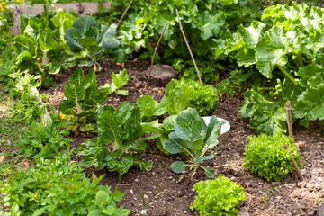 Au potager - Cultures associées de jeune plants de légumes en pleine terre : salade, choux, bette ou poirée, chicorée, rhubarbes
