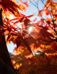 Sunrays shining through the red autumn tree leaves, Otago region. Vertical format