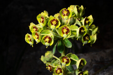 Closeup of Euphorbia characias, the Mediterranean Spurge, a milkweed plant with yellow-green and brown flowers on Majorca, black background
