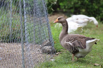 Gray goose is eatting grass in nature farm garden at thailand