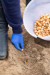 Woman hand plants onions in the ground in spring. Growing organic vegetables. Onion seedlings. Gardener plants onions in a row.