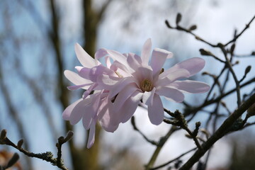 Zwei Blüten einer Sternmagnolie versetzt fotografiert.