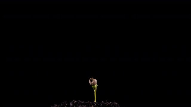 Cannabis growth time lapse on black background, life start concept, cannabis grows on black background 4k video