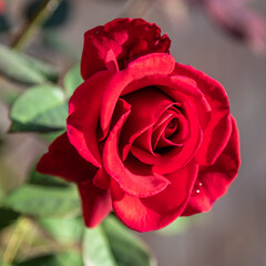 Red rose beginning to bloom