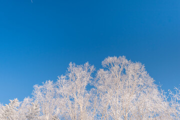 Snow and rime in winter in Changbai Mountain, Jilin Province, China