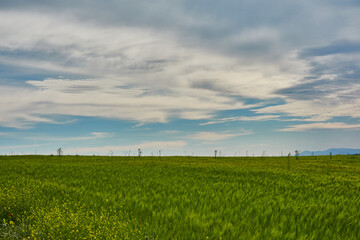 Fototapeta premium the green wheat fields of the Community of Madrid. Spain