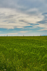the green wheat fields of the Community of Madrid. Spain