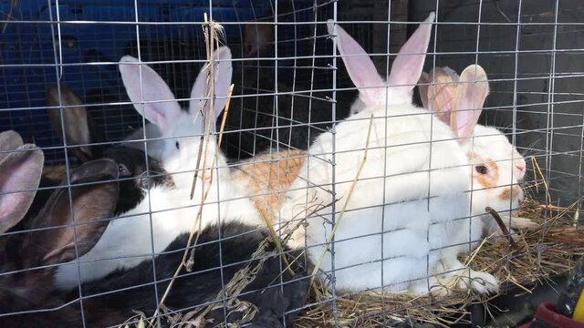 Cute rabbits in a cage. Farming, breeding rabbits for meat.