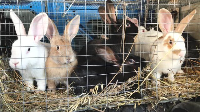 Cute rabbits in a cage. Farming, breeding rabbits for meat.