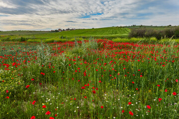 Fototapeta na wymiar The red poppy flowers in the green wheat fields of the Community of Madrid. Spain