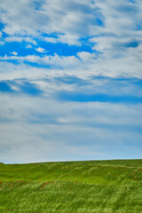 The red poppy flowers in the green wheat fields of the Community of Madrid. Spain