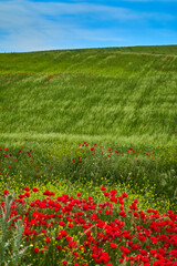 The red poppy flowers in the green wheat fields of the Community of Madrid. Spain