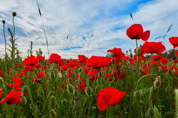Obraz premium The red poppy flowers in the green wheat fields of the Community of Madrid. Spain