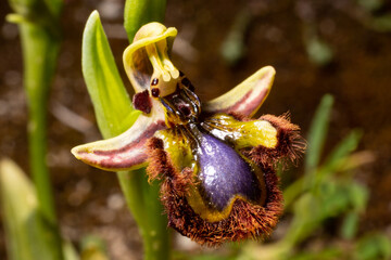 Flower of Ophrys speculum, the mirror orchid, with a shining blue, glossy lip, fringed with red-brown hairs, imitating a female wasp, on Majorca, Spain