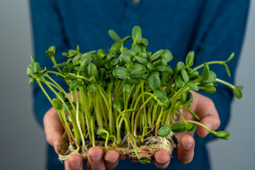 Naklejka na ściany i meble Hold the microgreen in hands. Sunflower seed cultivation. Sprouted sprouts. Urban gardening. Organic vegan food. Useful vitamins. Growing at home. Bunch of sunflowes leaves. Grow microgreen