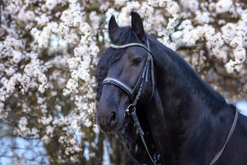 Friesian horse in blooming cherry and apple orchards