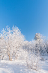 Snow and rime in winter in Changbai Mountain, Jilin Province, China