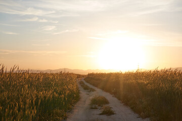 Sunset in the green wheat fields of the Community of Madrid. Spain