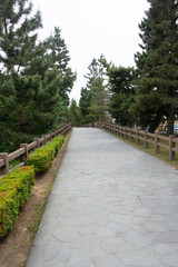 Pine tree avenue in Soka on Nikko Road