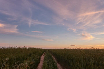 Sunset in the green wheat fields of the Community of Madrid. Spain