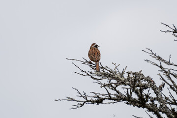 身近な鳥　ホオジロ