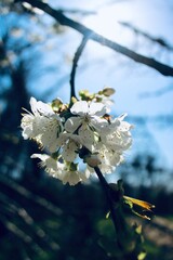 cherry tree blossom