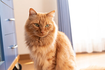 引き出しの前で待つ猫　茶トラ猫