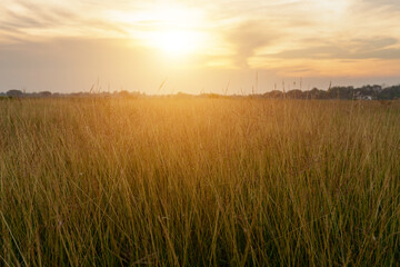 The grassland on the during sunset and cloudy