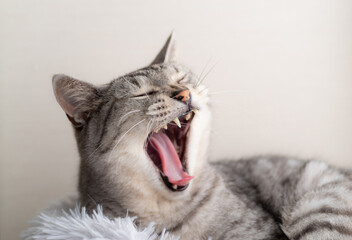 あくびをする猫　サバトラ猫