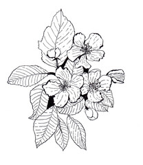 ink flower hand drawn illustration,art design