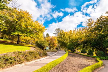 Fototapeta na wymiar Pathway in Mount Lofty Botanic Garden during the autumn season on a bright sunny day, Crafers, Adelaide Hills, South Australia