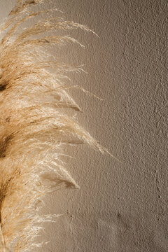 Pampas