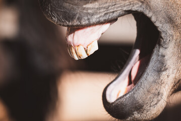 Zähne vom Pferd/Pony