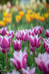field of tulips