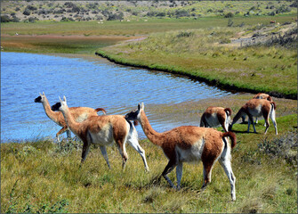 Guanako in  National Park Torres del Paine, Chile
