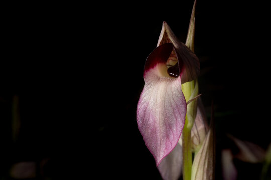 Pink and white flower of Serapias lingua, the tongue orchid, flowering in  spring on Majorca, black background