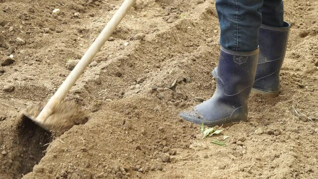 Man in rubber boots digs vegetable patches with Long-handled Japanese Garden Hoe
