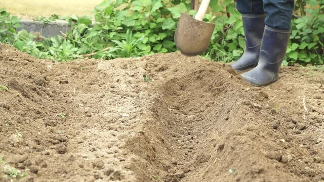 Farmer preparing soil for seedling sprouts. Man in rubber boots digs vegetable patches in brown soil with Long-handled Garden Hoe