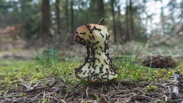Ant colony eating apple on forest floor, time lapse of insects teamwork concept