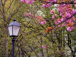 black metal street lamp on a background of pink sakura flowers and green trees on a sunny day. side view