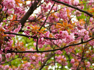 close-up of large pink sakura flowers grow on a tree in spring. branches with pink sakura buds